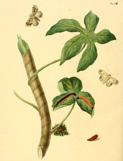 Phalaena ditrapezium by Jan Christiaen Sepp